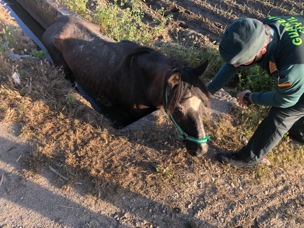 caballo Pedro Ruiz