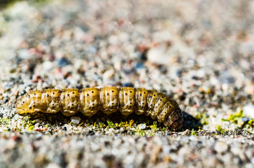 Caterpillar crawling on the ground during daytime