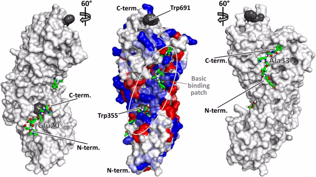 Granada.- Investigadores identifican una proteína responsable del desarrollo y crecimiento del cáncer de pulmón