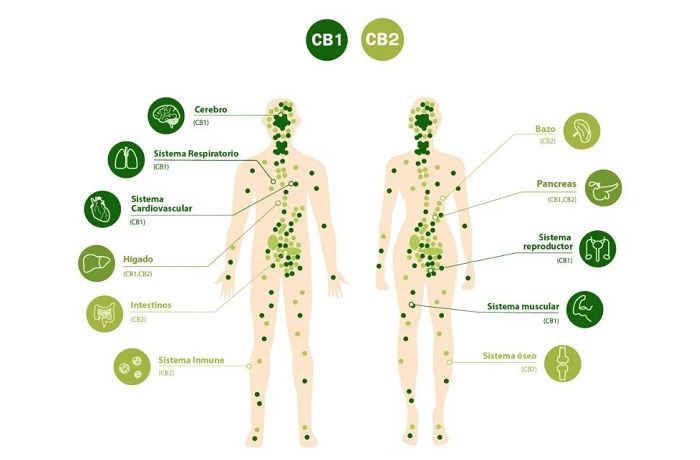 Receptores-cannabinoides-CB1-y-CB2