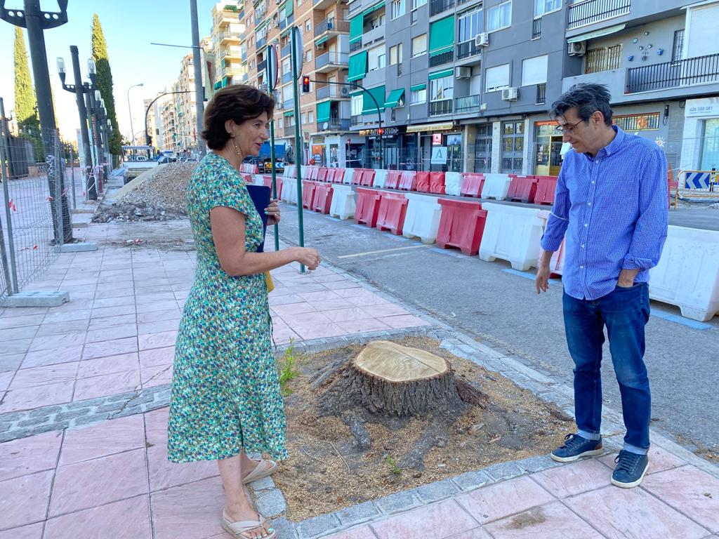 UP denuncia la tala de 12 árboles sanos no incluidos en las obras del eje  Arabial-Palencia
