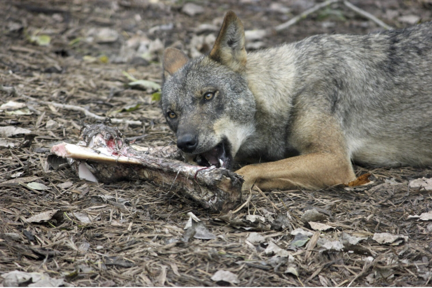 Humanos y lobos compartieron la carne de sus presas hace millón y medio de  años en Orce