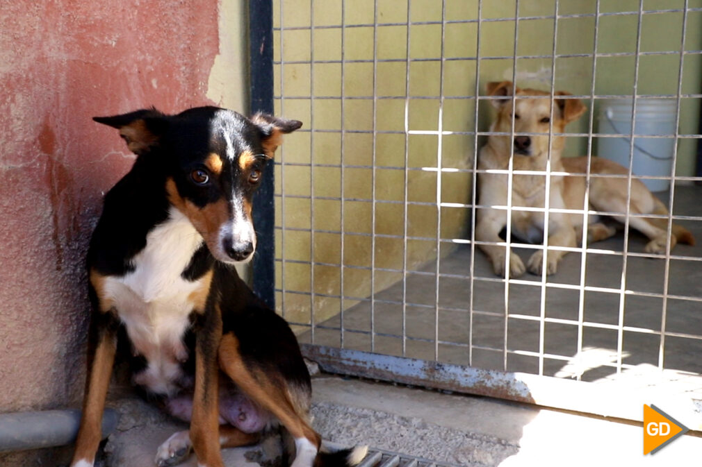 Así funciona el día a día del refugio de la asociación Rescate Animal Granada - CeliaPerez (1)