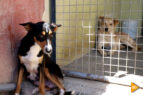 Imagen de archivo del refugio de la asociación Rescate Animal Granada | Foto: Celia Perez