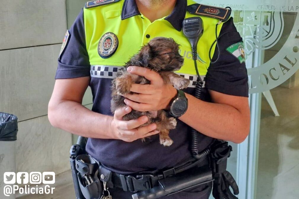 Policía Local de Granada rescata perrita recién nacida maltratada