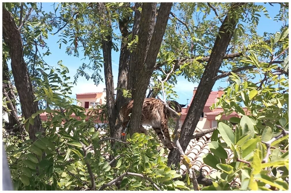 Sotillo subido a un árbol en Úbeda