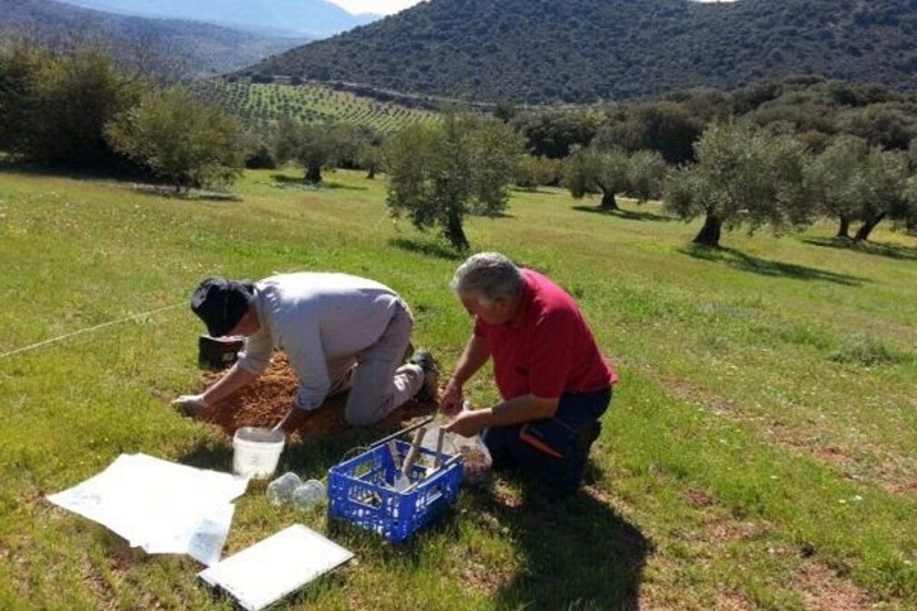 Granada.- Proponen aplicar técnicas ecológicas en el olivar en pendiente para mejorar su rentabilidad