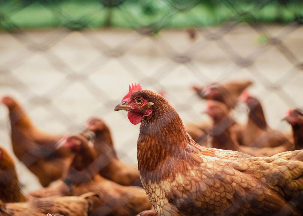 gallinas 03 (horizontal)