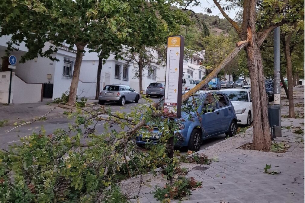 arbol caido san miguel alto