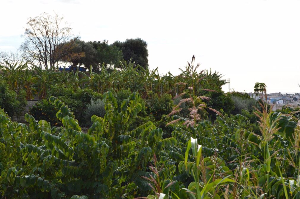 Sequía.- Granada.- Agricultores de la costa advierten de pérdida de "miles de empleos" si no llega agua de riego pese a la sequía