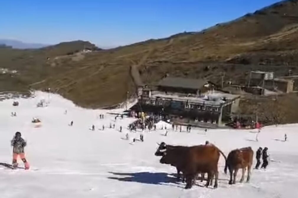 Vacas Sierra Nevada