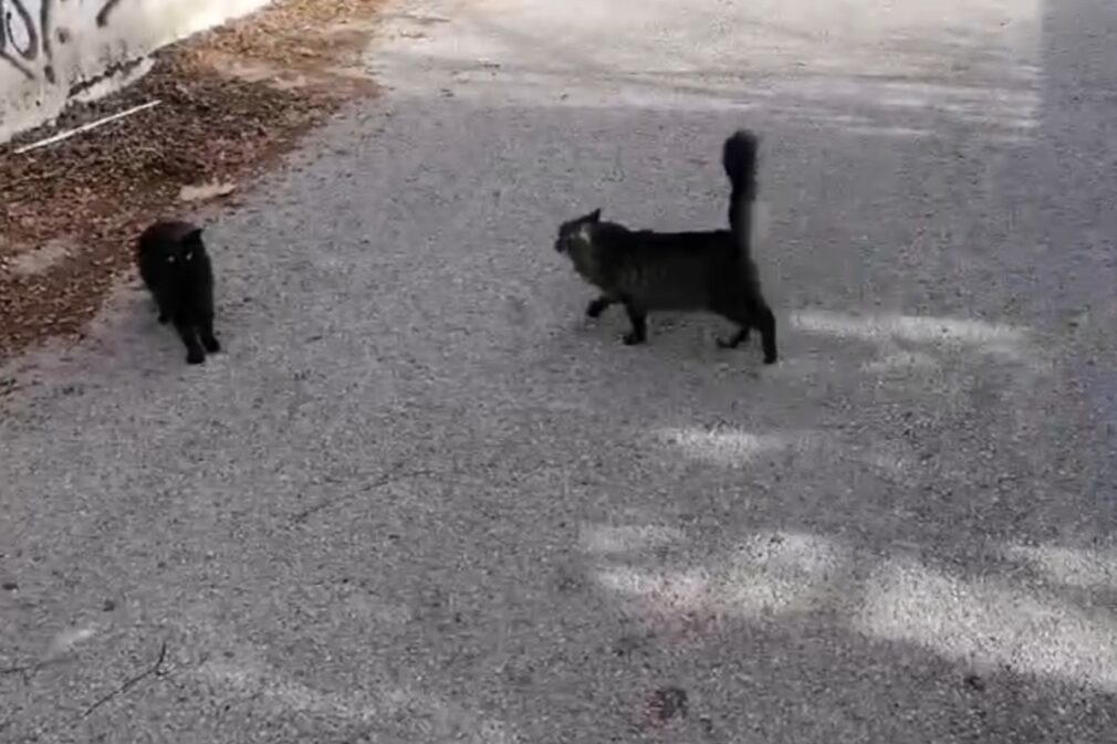 Gatos colonias felinas Jun