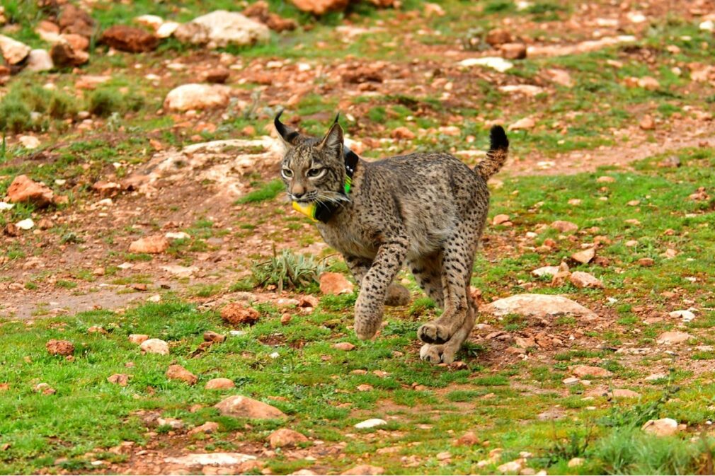 lince iberico hembra en sierra arana iznalloz