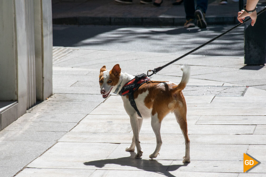 Perros-Foto Sandra Martín