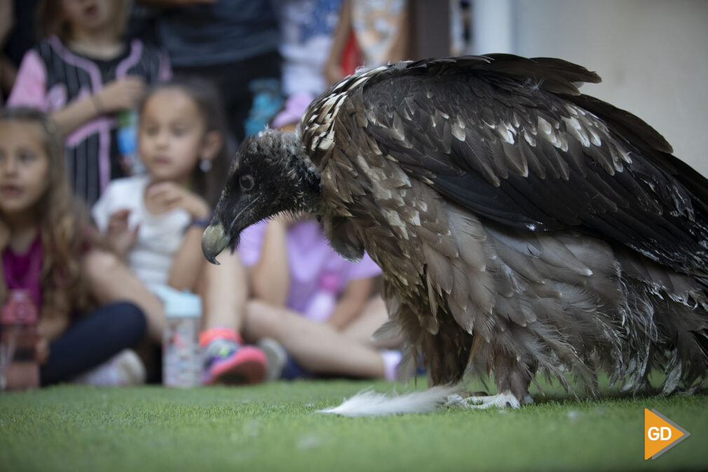 presentación del programa de reintroducción del quebrantahuesos en el Parque Nacional y Natural de Sierra Nevada