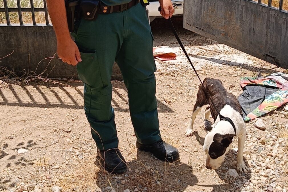Investigado por la Guardia Civil en Beas de Granada por el estado en el que tenía a sus perros