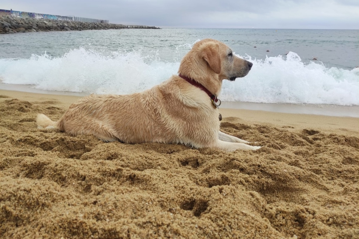 perrro en la playa