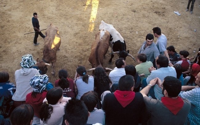 Encierro de novillos