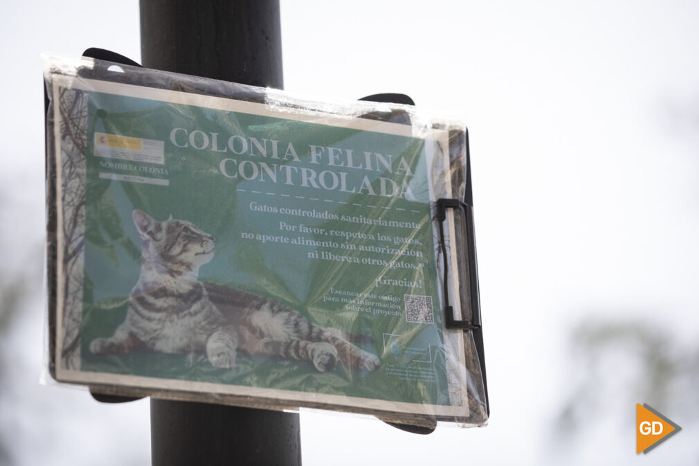 Colonia de gatos en Granada