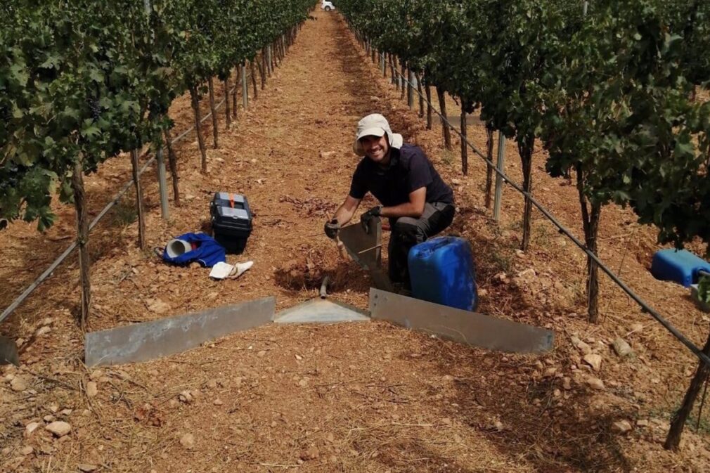 viñedo en la provincia de GRanada