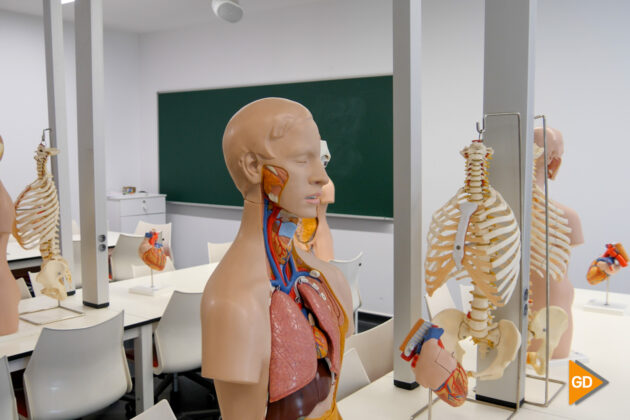 Modelos de plástico del cuerpo humano en el departamento | Foto: Marcos Gómez