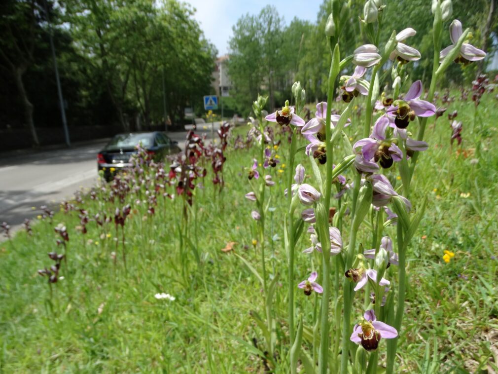 orquídeas