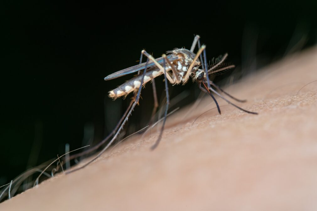 Salud llama a la precaución ante un aumento de mosquitos del Virus de Nilo en Sevilla y Cádiz tras las lluvias