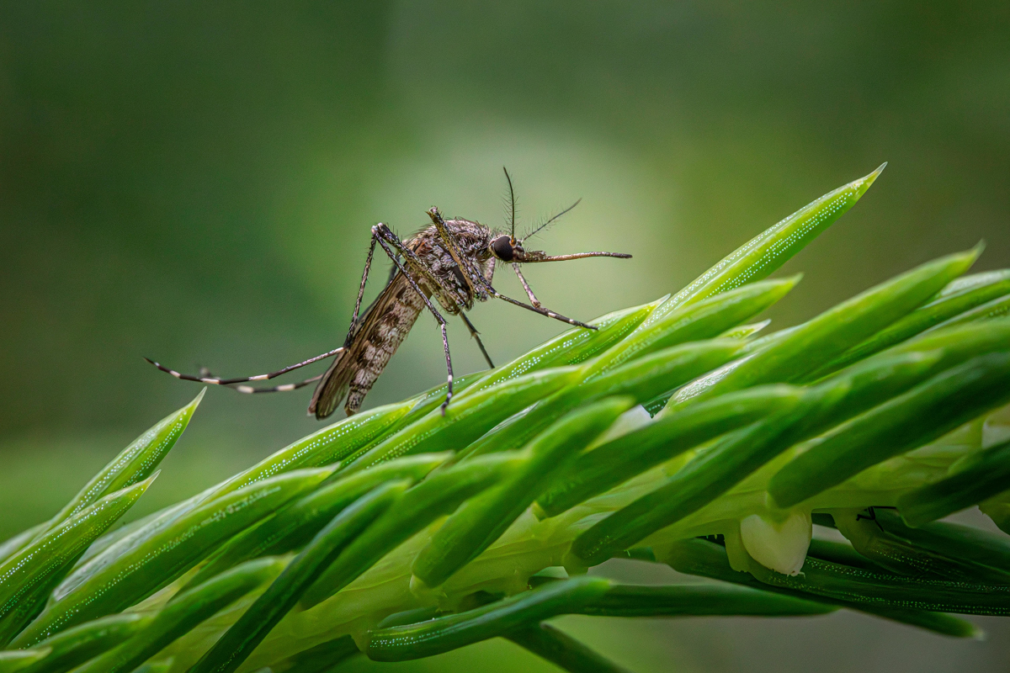 virus-mosquito-nilo-granada