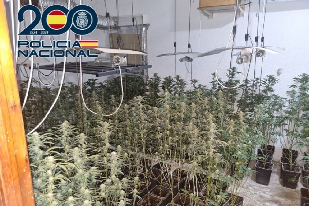 operacion damasco - marihuana