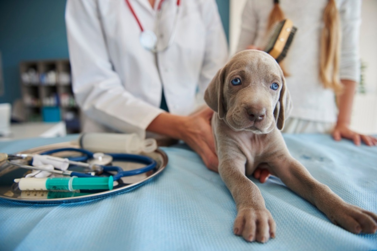 Imagen de un perro en el veterinario | Foto: ICOVV / EP