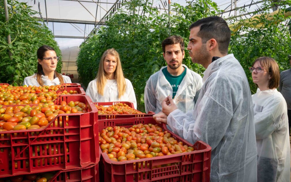 faeca-tomagroup-tomates-cultivo