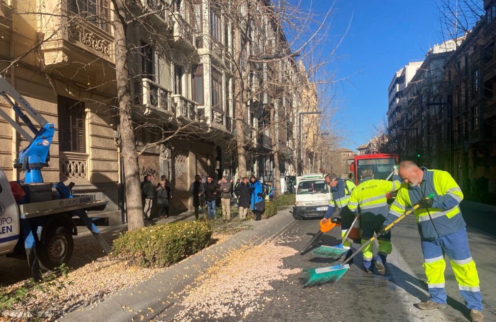 limpieza-gingko-biloba-ayuntamiento-inagra