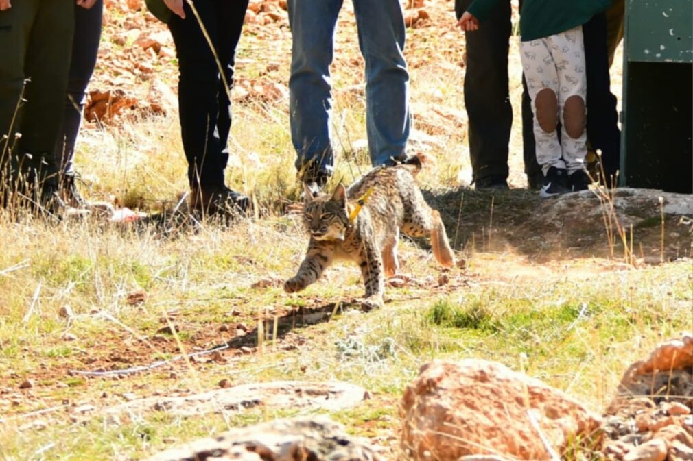 linces sierra de arana