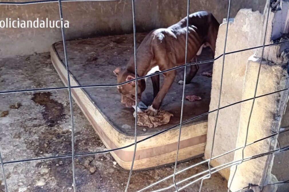 perro abandono animal