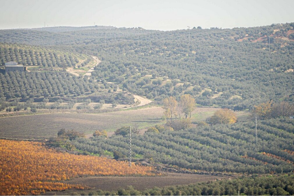 olivar - foto faeca