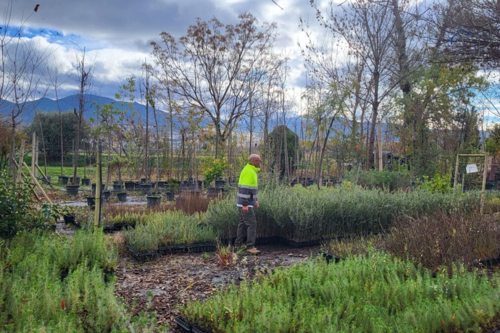 Imagen de la plantación en la zona del Anillo Verde de Granada | Foto: Grayling