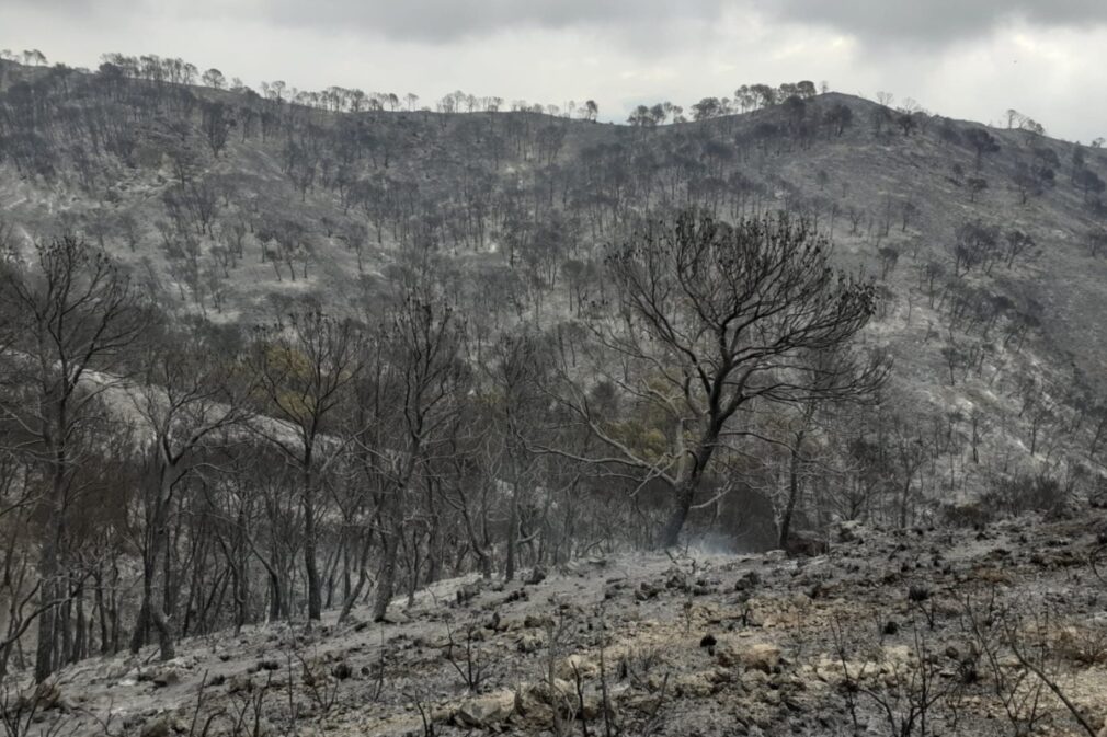 Imagen de la superficie calcinada del incendio Los Guájares | Foto: Plan Infoca