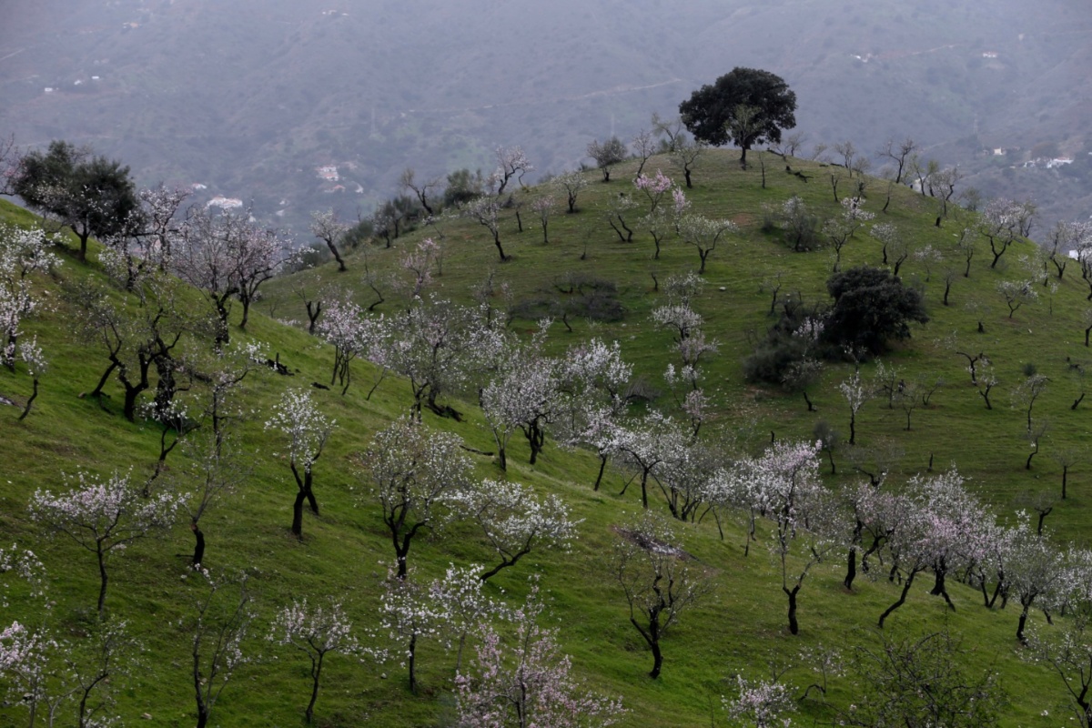 Almendros en flor