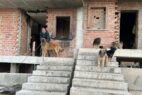 José Francisco Gallardo junto a alguno de sus perros I Foto: Alicia Gonçalves